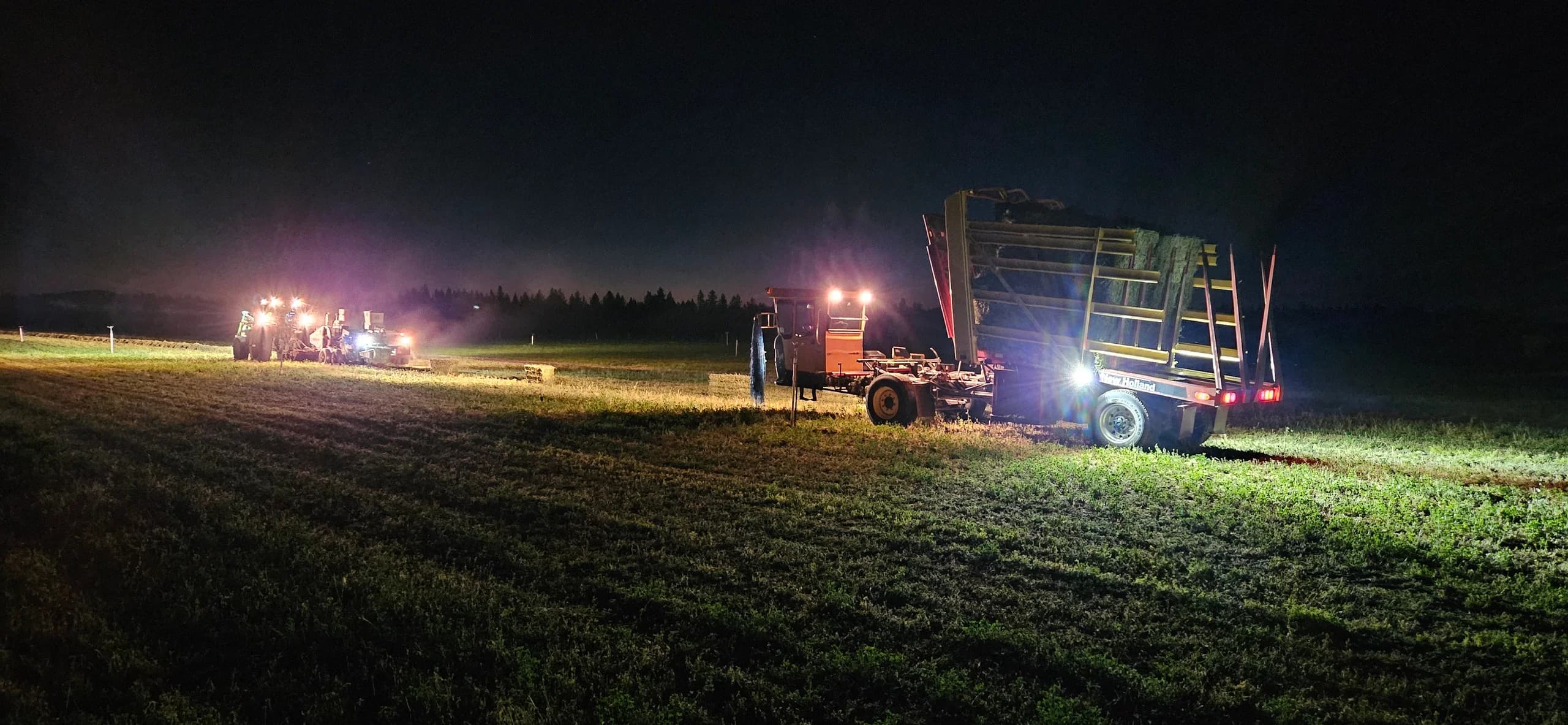 Angus cattle grazing at sunset