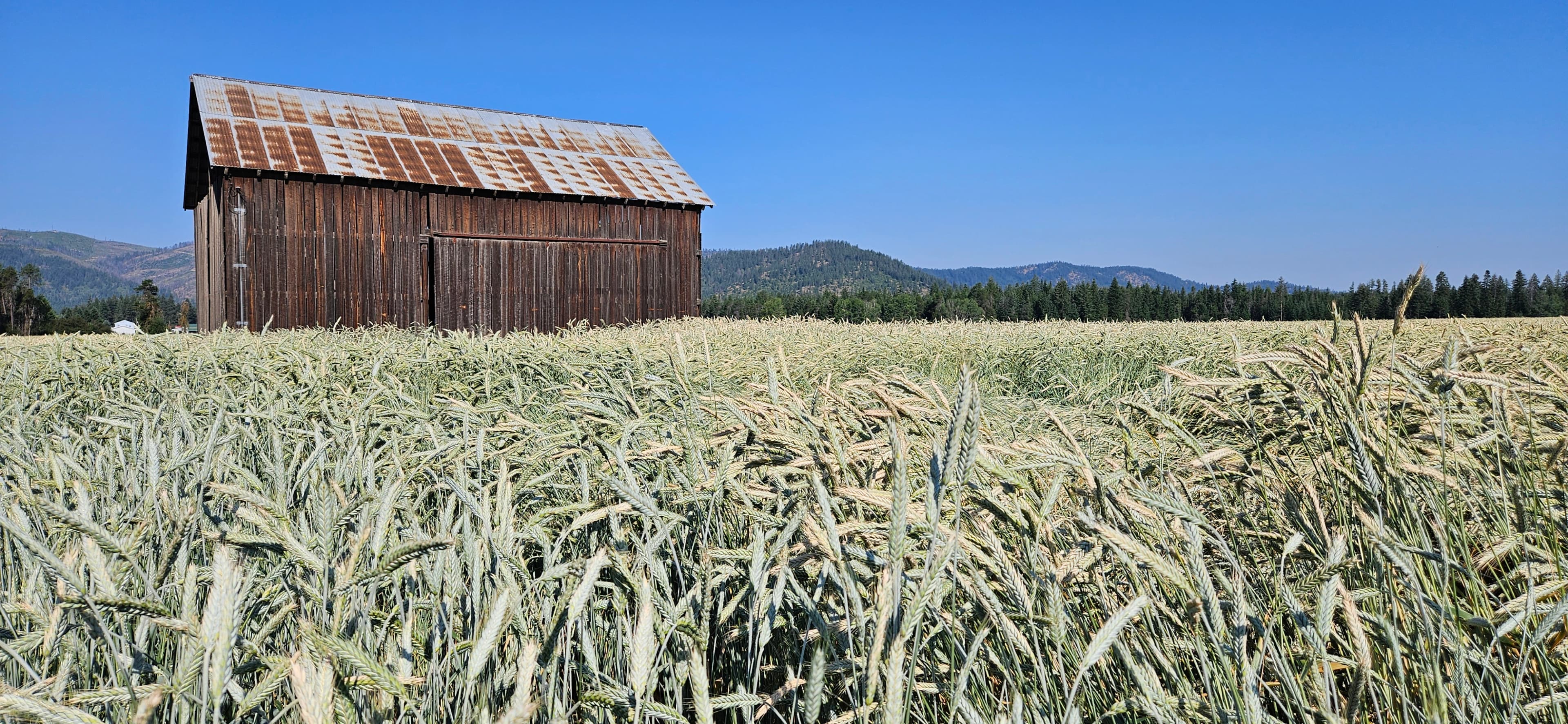 Lazy L Ranch - Premium hay farm with barn at sunset